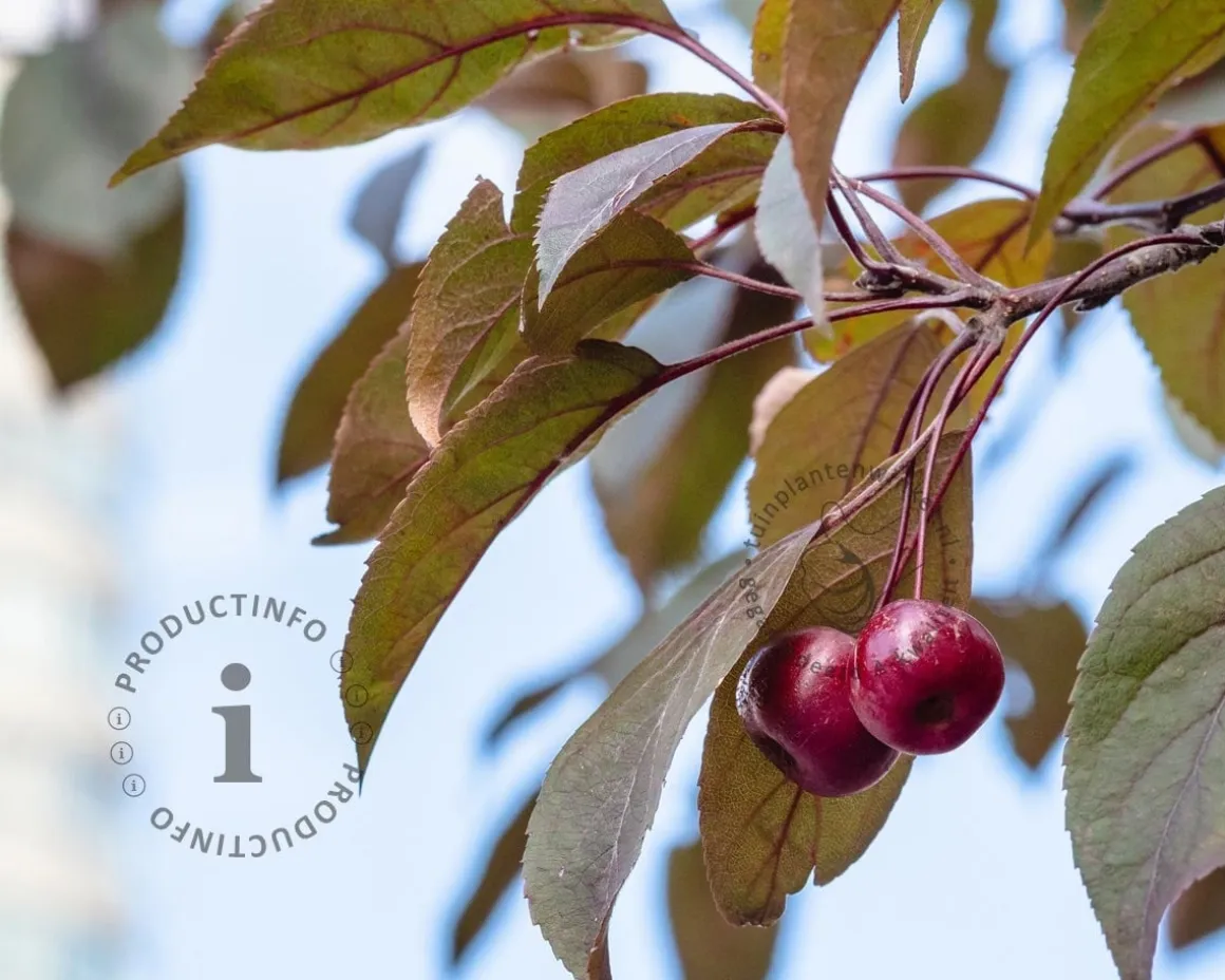 Malus 'Veitch's Scarlet' - meerstammig
