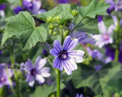 Malva sylvestris 'Primley Blue'