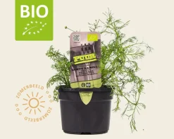 Matricaria chamomilla Puur
