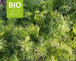 Matricaria chamomilla Puur