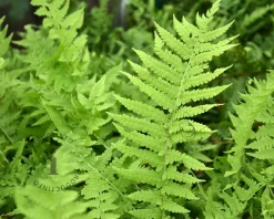 Matteuccia struthiopteris
