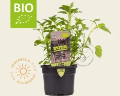 Melissa officinalis Puur