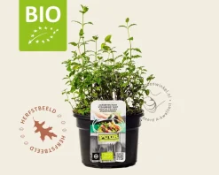 Mentha arvensis 'Strawberry' Puur