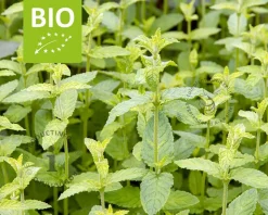 Mentha arvensis 'Strawberry' Puur
