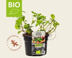 Mentha gracilis 'Ginger' Puur