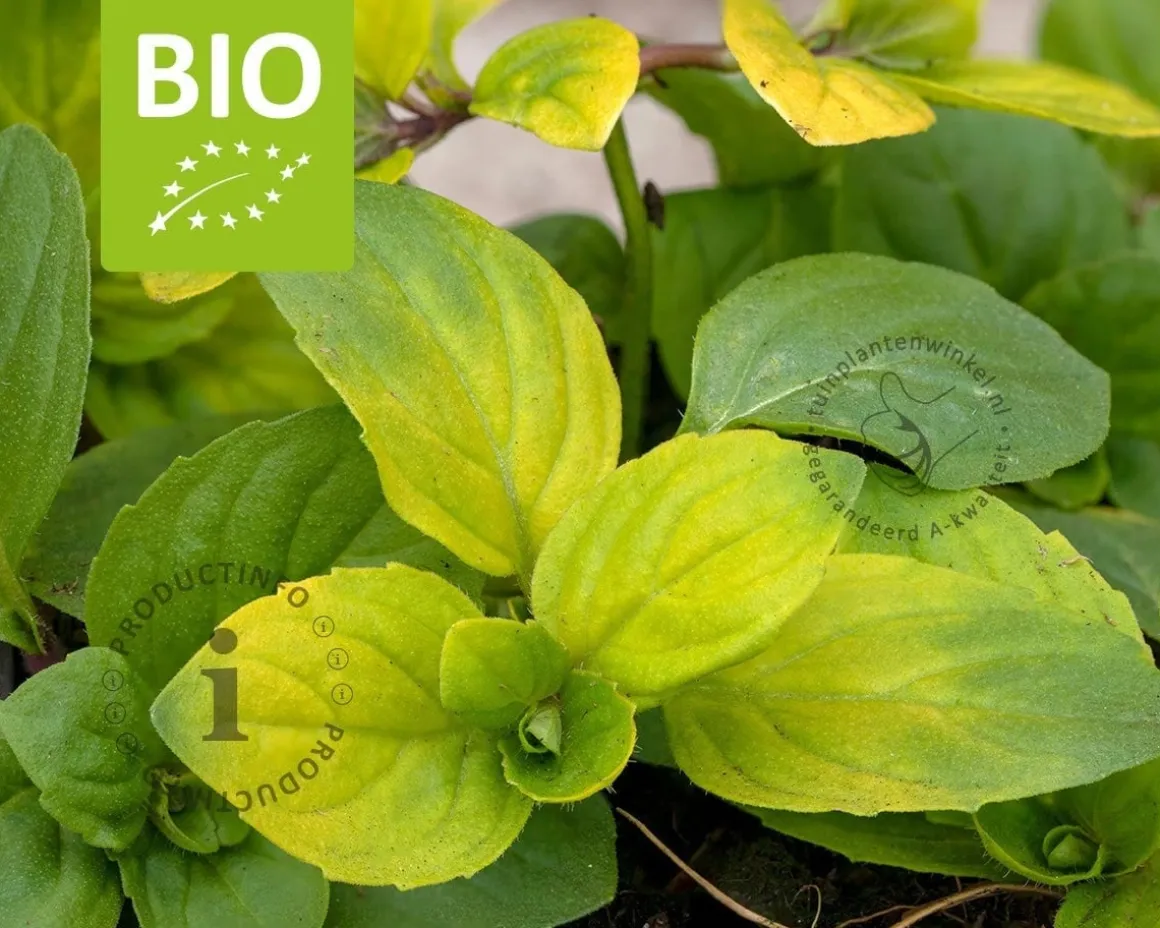 Mentha gracilis 'Ginger' Puur