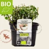 Mentha piperita 'Basilicum' Puur
