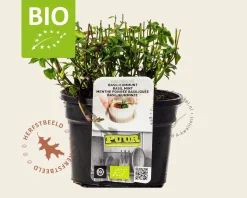 Mentha piperita 'Basilicum' Puur