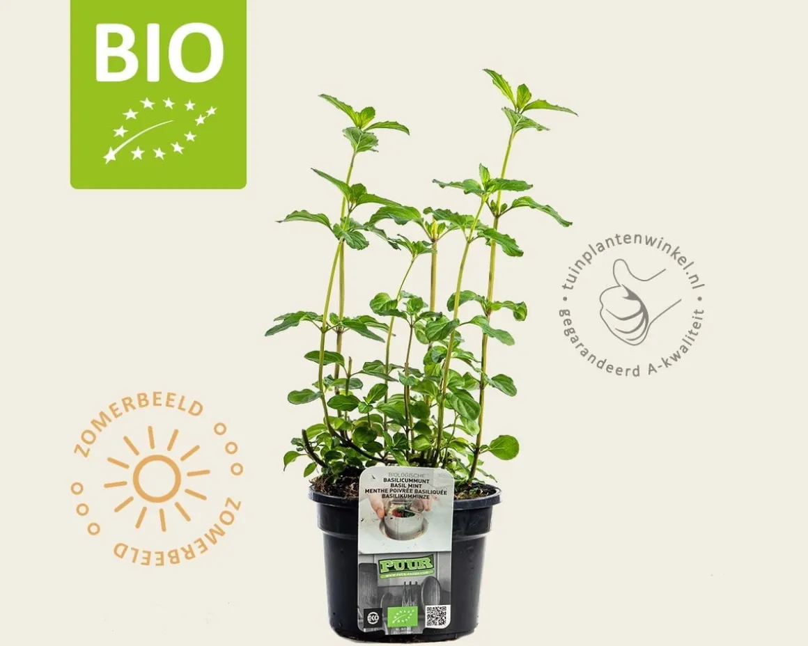 Mentha piperita 'Basilicum' Puur