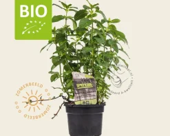 Mentha piperita 'Basilicum' Puur