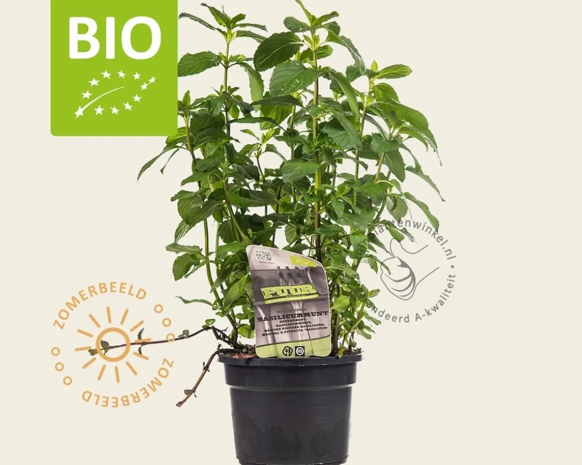 Mentha piperita 'Basilicum' Puur