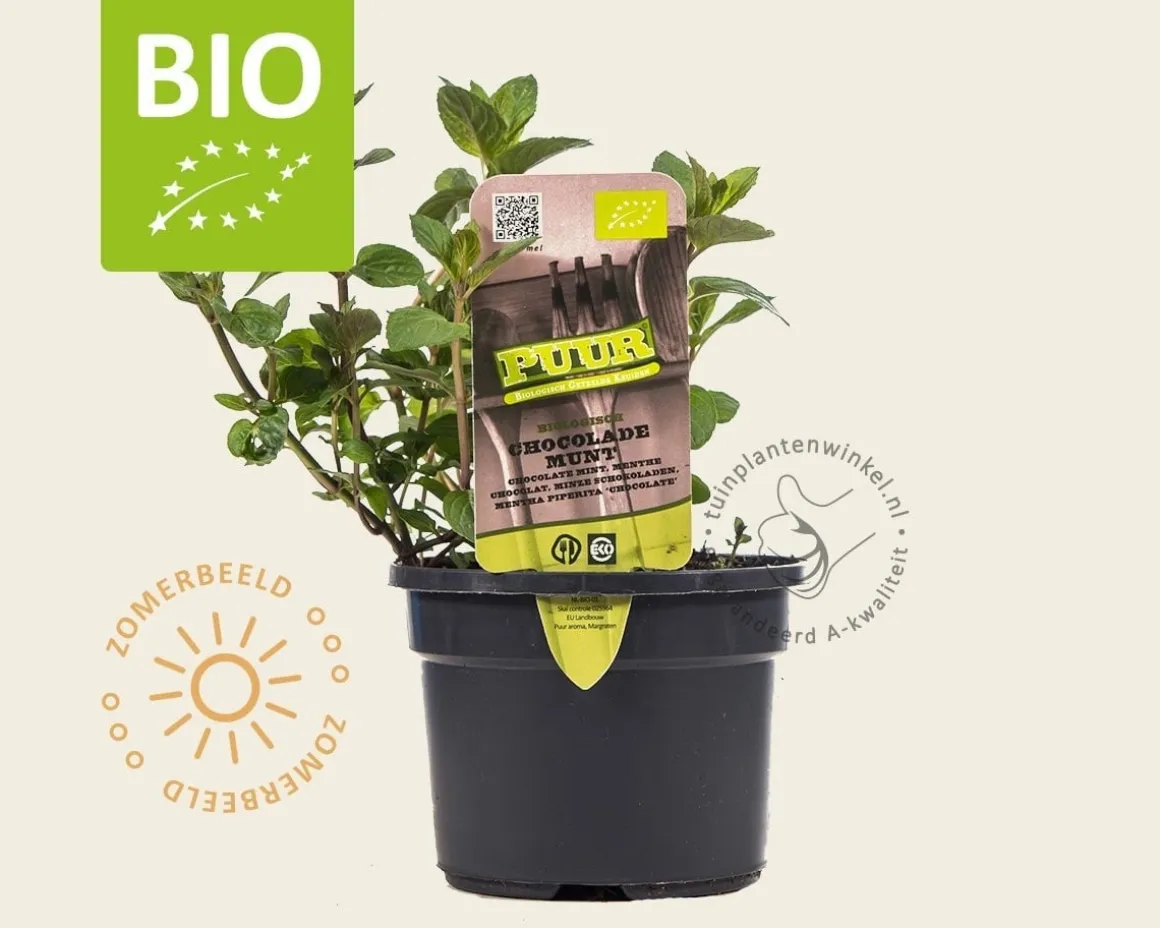 Mentha piperita 'Chocolate' Puur