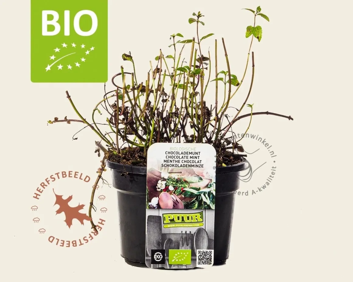 Mentha piperita 'Chocolate' Puur
