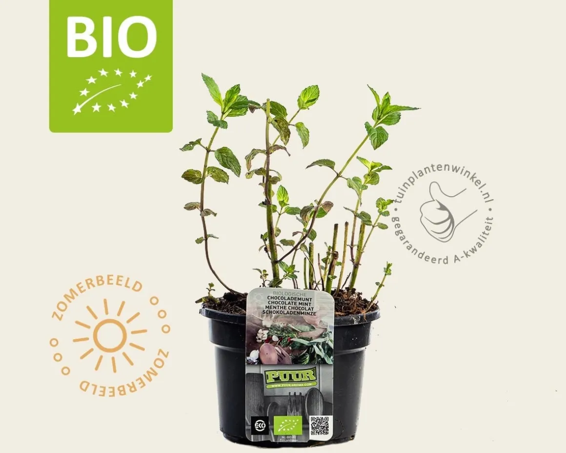 Mentha piperita 'Chocolate' Puur