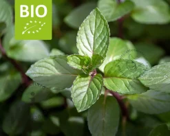 Mentha piperita 'Cinderella' Puur