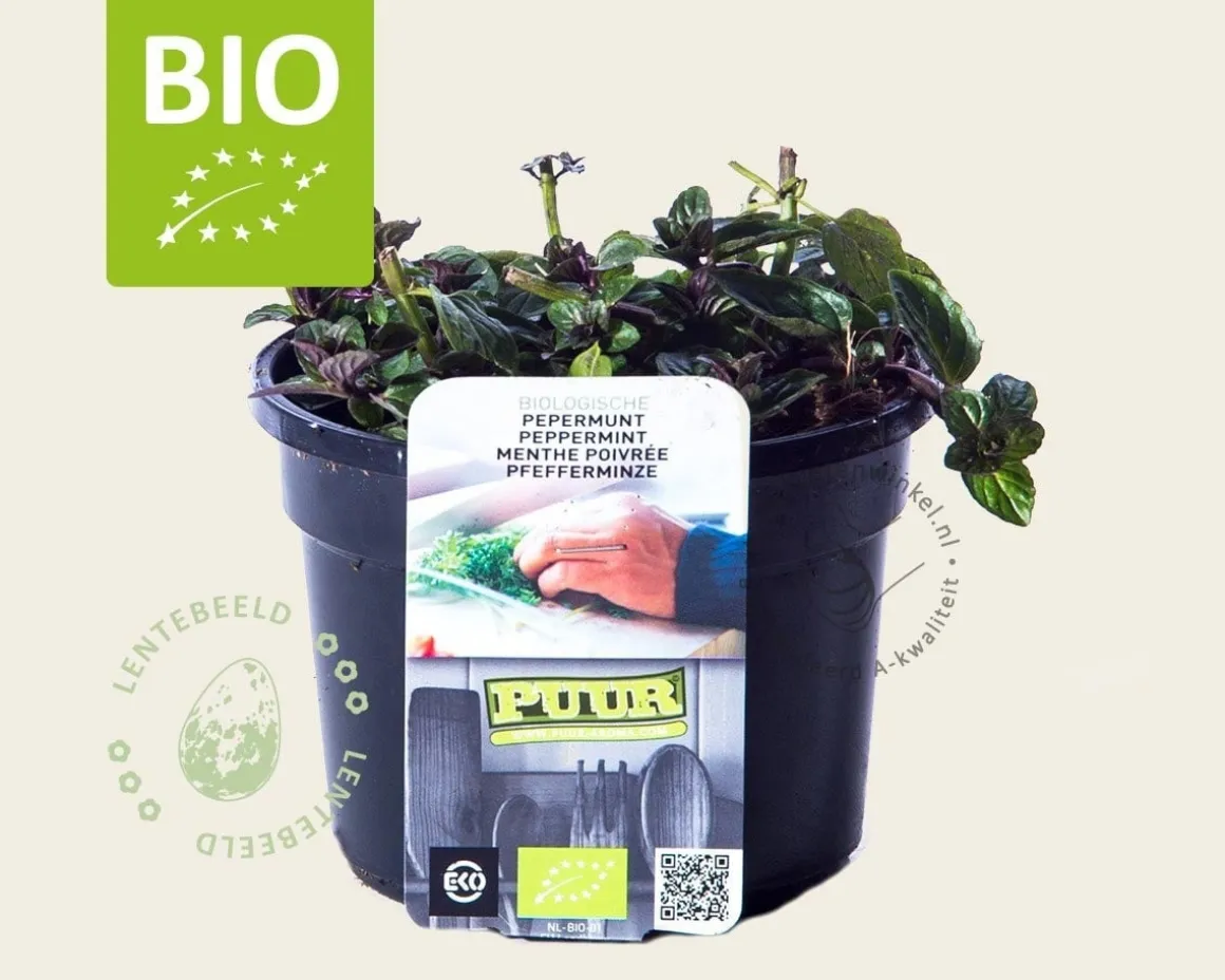 Mentha piperita 'Cinderella' Puur
