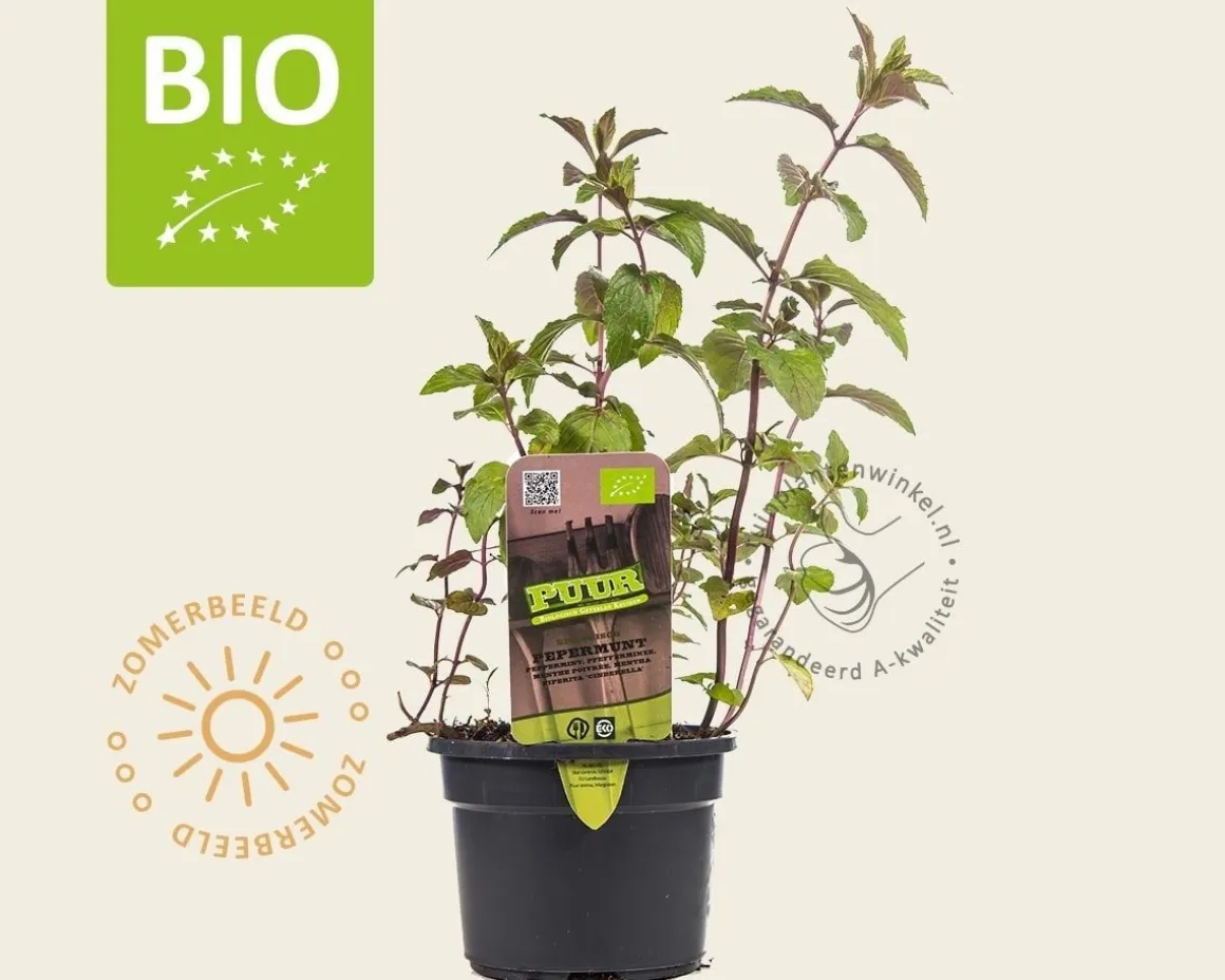 Mentha piperita 'Cinderella' Puur