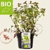 Mentha piperita 'Orange' - Puur