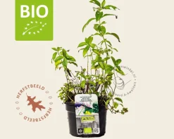 Mentha piperita 'Swiss' Puur