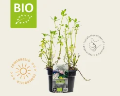 Mentha piperita 'Swiss' Puur