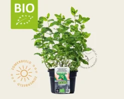 Mentha spicata 'Maroccan' Puur
