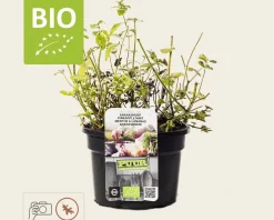 Mentha suaveolens 'Ananas' Puur