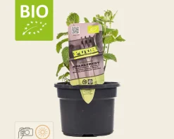 Mentha suaveolens 'Ananas' Puur