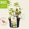 Mentha suaveolens 'Apfel' Puur