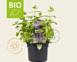 Mentha suaveolens 'Apfel' Puur