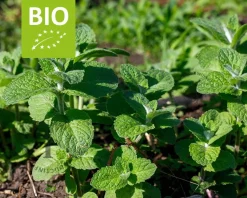Mentha suaveolens 'Apfel' Puur