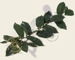 Mespilus germanica