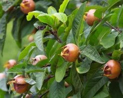Mespilus germanica 'Nottingham' - XL