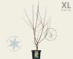 Mespilus germanica 'Nottingham' - XL