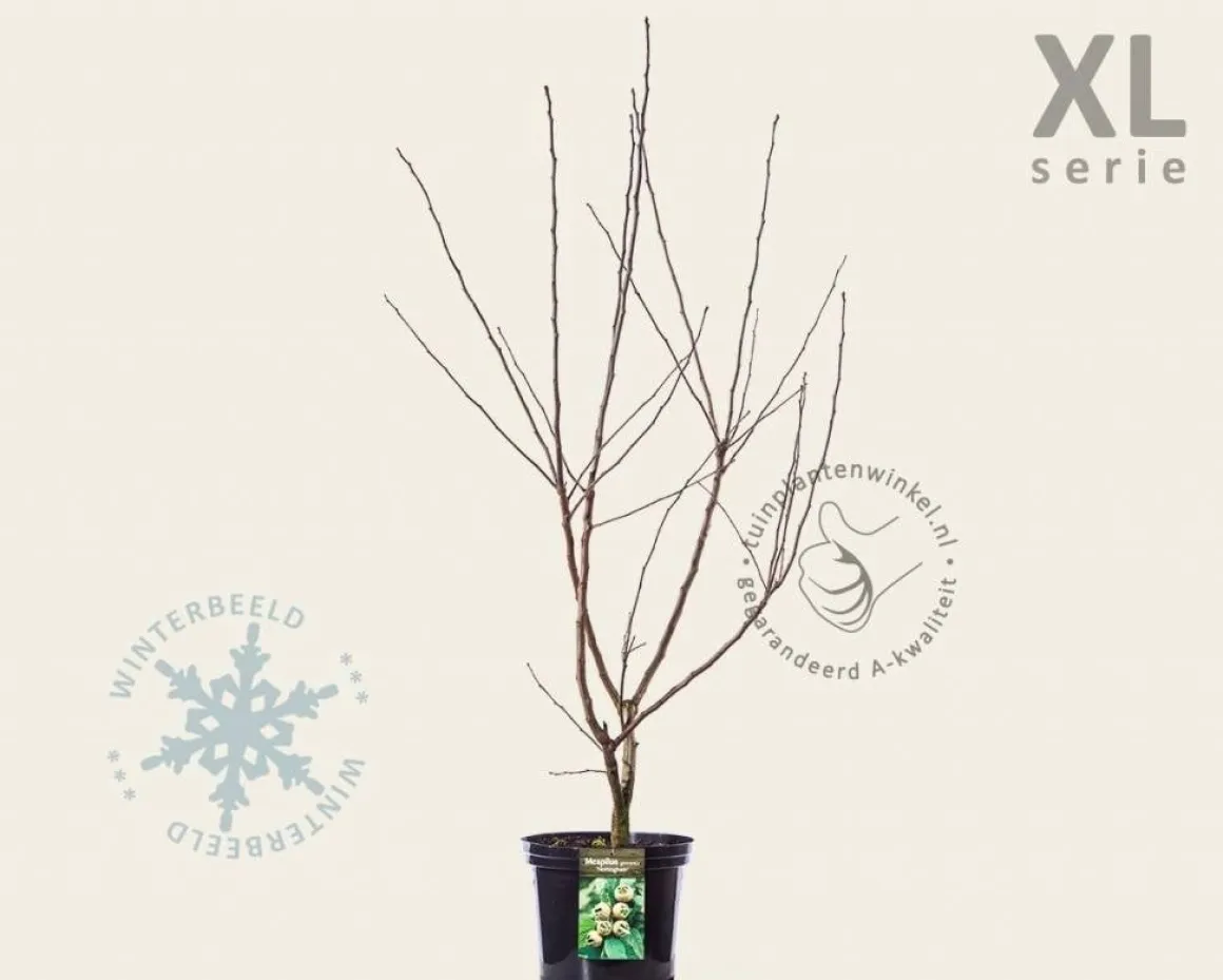 Mespilus germanica 'Nottingham' - XL