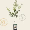 Mespilus germanica 'Westerveld' - mini