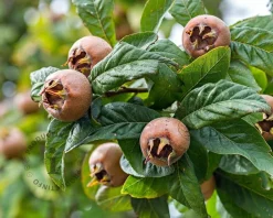 Mespilus germanica 'Westerveld' - mini
