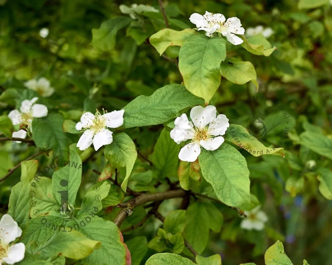 Mespilus germanica 'Westerveld' - mini