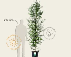 Metasequoia glyptostroboides - beveerd