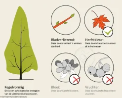 Metasequoia glyptostroboides - beveerd