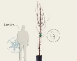 Metasequoia glyptostroboides - beveerd