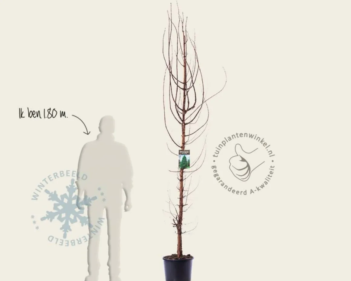 Metasequoia glyptostroboides - beveerd