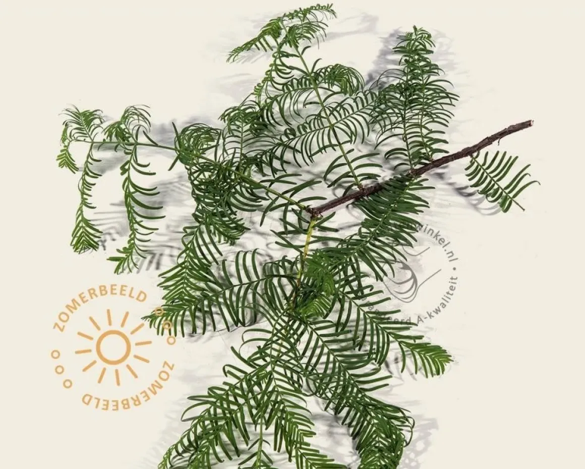 Metasequoia glyptostroboides - beveerd
