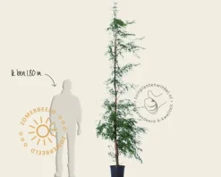 Metasequoia glyptostroboides - beveerd