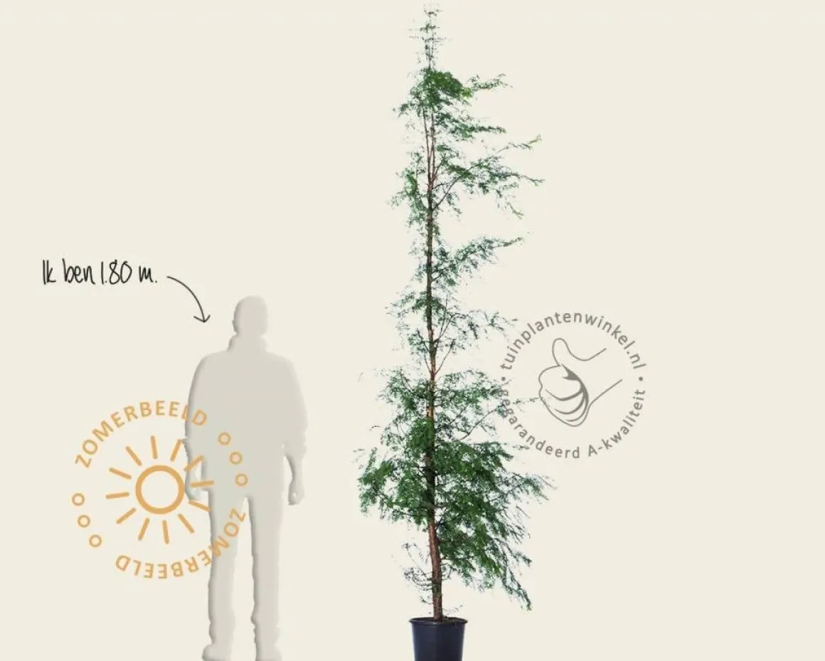 Metasequoia glyptostroboides - beveerd
