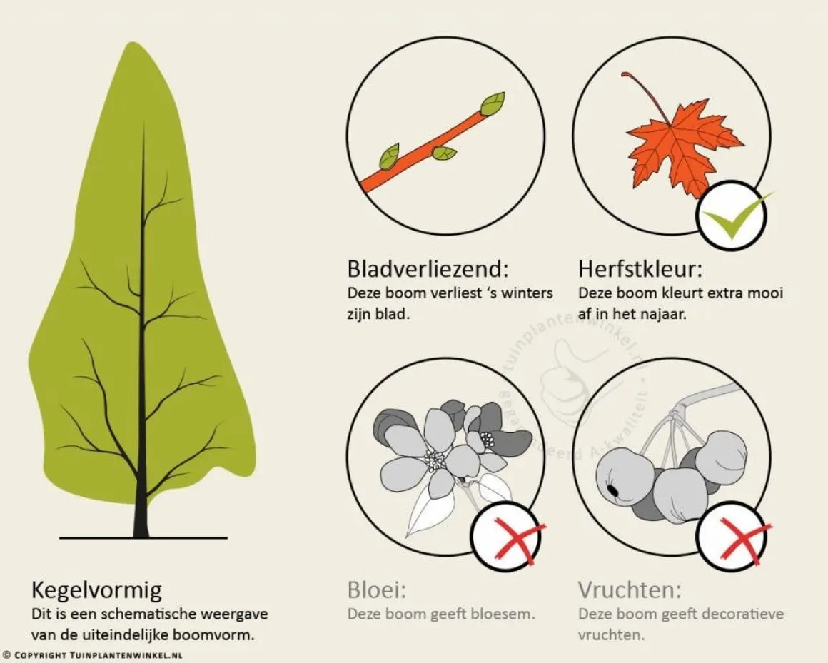 Metasequoia glyptostroboides - beveerd