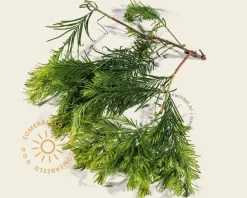 Metasequoia glyptostroboides 'Matthaei Broom'