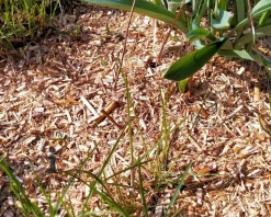 Miscanthus Mulch