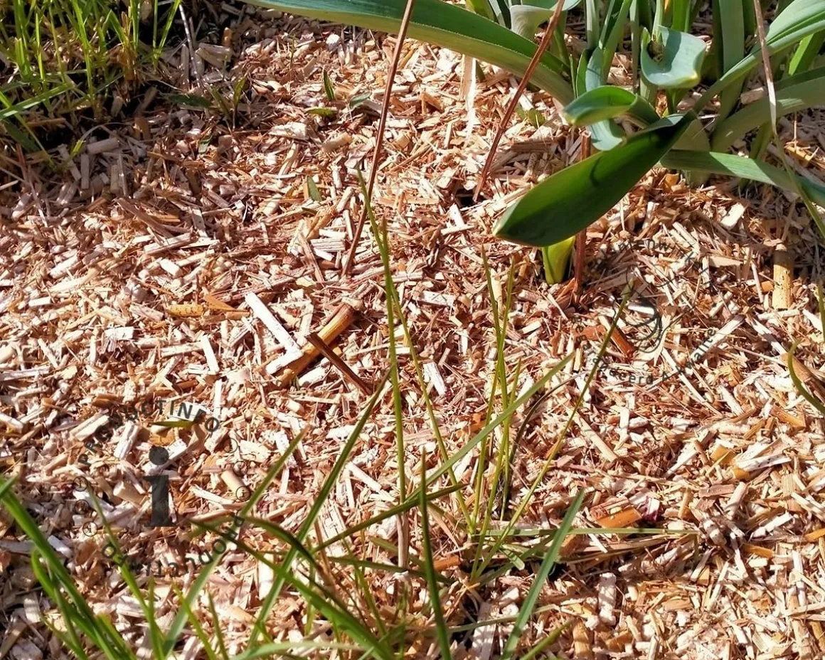 Miscanthus Mulch