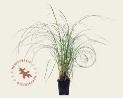 Miscanthus sinensis 'Adagio'