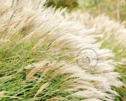 Miscanthus sinensis 'Adagio'